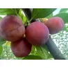 Scion de Prunier Mirabelle de Nancy cultivé dans le Tarn - résistant aux maladies - compatible Agriculture Bio