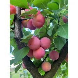 Scion de Prunier Mirabelle de Nancy cultivé dans le Tarn - résistant aux maladies - compatible Agriculture Bio