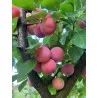 Scion de Prunier Mirabelle de Nancy cultivé dans le Tarn - résistant aux maladies - compatible Agriculture Bio