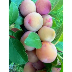 Scion de Prunier Mirabelle de Nancy cultivé dans le Tarn - résistant aux maladies - compatible Agriculture Bio