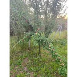 Scion de Prunier Mirabelle de Nancy cultivé dans le Tarn - résistant aux maladies - compatible Agriculture Bio