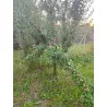Scion de Prunier Mirabelle de Nancy cultivé dans le Tarn - résistant aux maladies - compatible Agriculture Bio