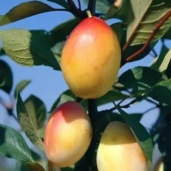 Scion de Prunier Thames Cross cultivé dans le Tarn - résistant aux maladies - compatible Agriculture Bio