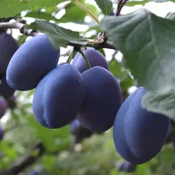 Scion de Prunier Quetsche d'Alsace cultivé dans le Tarn - résistant aux maladies - compatible Agriculture Bio