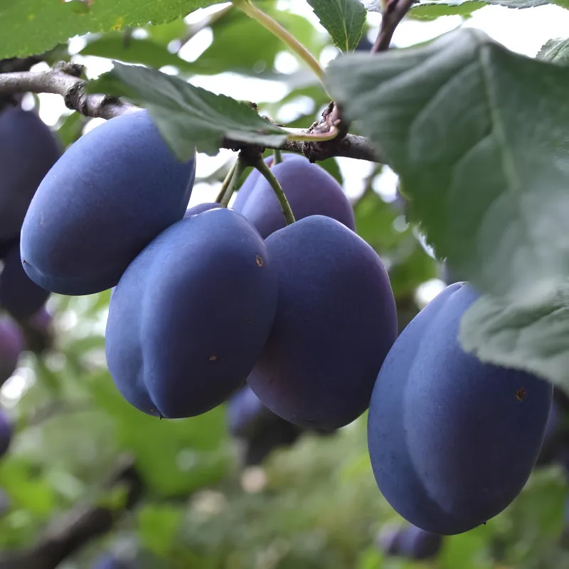 Scion de Prunier Quetsche d'Alsace cultivé dans le Tarn - résistant aux maladies - compatible Agriculture Bio