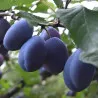 Scion de Prunier Quetsche d'Alsace cultivé dans le Tarn - résistant aux maladies - compatible Agriculture Bio