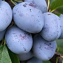 Scion de Prunier Quetsche Précode d'Ersingen cultivé dans le Tarn - résistant aux maladies - compatible Agriculture Bio