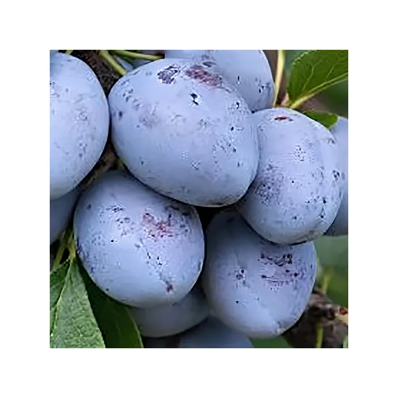 Scion de Prunier Quetsche Précode d'Ersingen cultivé dans le Tarn - résistant aux maladies - compatible Agriculture Bio