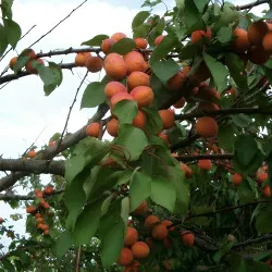 Scion de Abricotier Harcot cultivé dans le Tarn - résistant aux maladies - compatible Agriculture Bio