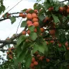 Scion de Abricotier Harcot cultivé dans le Tarn - résistant aux maladies - compatible Agriculture Bio