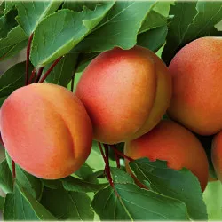 Scion de Abricotier Harcot cultivé dans le Tarn - résistant aux maladies - compatible Agriculture Bio