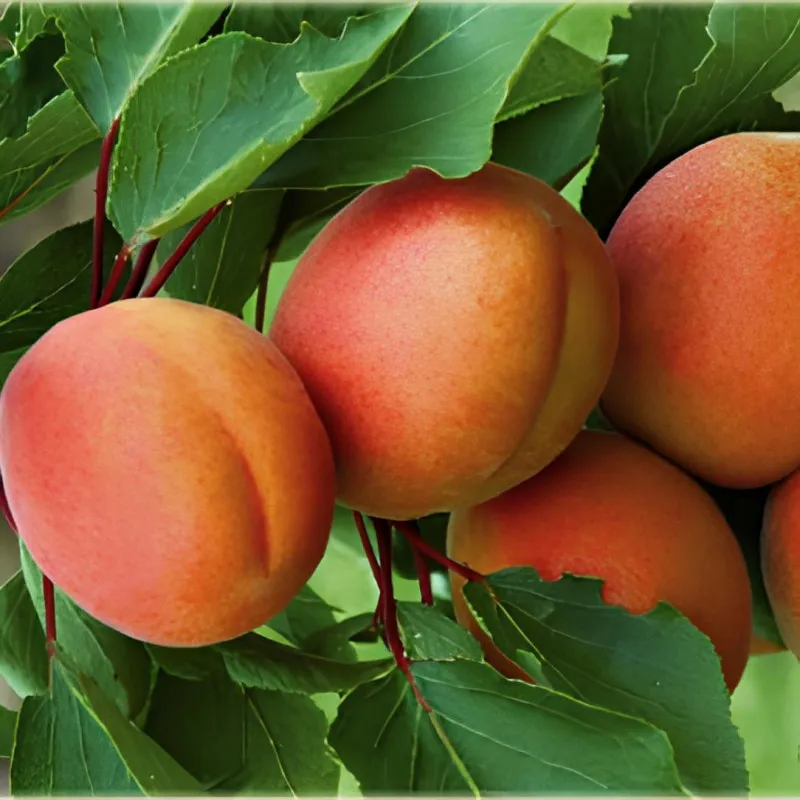 Scion de Abricotier Harcot cultivé dans le Tarn - résistant aux maladies - compatible Agriculture Bio