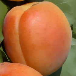 Scion de Abricotier Pêche de Nancy cultivé dans le Tarn - résistant aux maladies - compatible Agriculture Bio