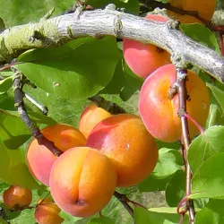 Scion de Abricotier Précoce de Saumur cultivé dans le Tarn - résistant aux maladies - compatible Agriculture Bio
