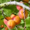 Scion de Abricotier Précoce de Saumur cultivé dans le Tarn - résistant aux maladies - compatible Agriculture Bio