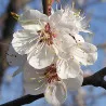 Scion de Abricotier Précoce de Saumur cultivé dans le Tarn - résistant aux maladies - compatible Agriculture Bio