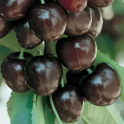 Scion de Cerisier Moreau cultivé dans le Tarn - résistant aux maladies - compatible Agriculture Bio
