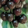 Scion de Cerisier Moreau cultivé dans le Tarn - résistant aux maladies - compatible Agriculture Bio