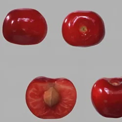 Scion de Cerisier Précoce de Bernard cultivé dans le Tarn - résistant aux maladies - compatible Agriculture Bio