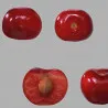 Scion de Cerisier Précoce de Bernard cultivé dans le Tarn - résistant aux maladies - compatible Agriculture Bio