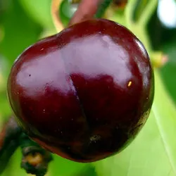 Scion de Cerisier Précoce de Kassin cultivé dans le Tarn - résistant aux maladies - compatible Agriculture Bio