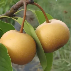 Scion de Nashi Chojuro cultivé dans le Tarn - résistant aux maladies - compatible Agriculture Bio