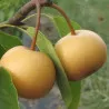 Scion de Nashi Chojuro cultivé dans le Tarn - résistant aux maladies - compatible Agriculture Bio