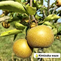 Scion de Nashi Kimizuka Waze cultivé dans le Tarn - résistant aux maladies - compatible Agriculture Bio
