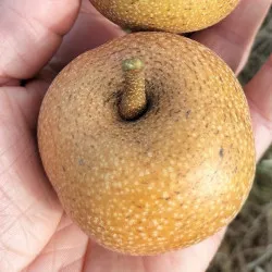 Scion de Nashi Kimizuka Waze cultivé dans le Tarn - résistant aux maladies - compatible Agriculture Bio