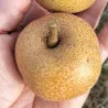 Scion de Nashi Kimizuka Waze cultivé dans le Tarn - résistant aux maladies - compatible Agriculture Bio