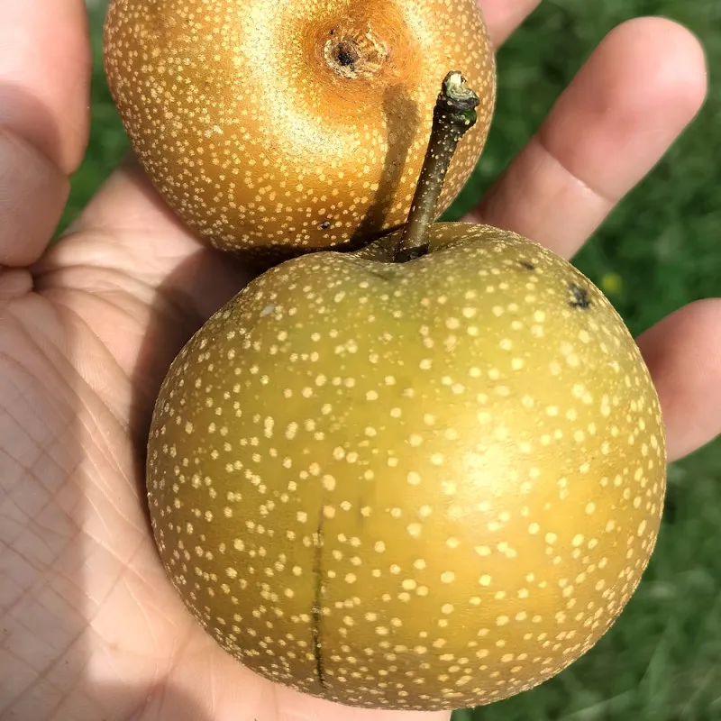 Scion de Nashi Osui cultivé dans le Tarn - résistant aux maladies - compatible Agriculture Bio