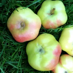 Scion de Pommier Api Étoilé cultivé dans le Tarn - assez résistant tavelure - compatible Agriculture Biologique