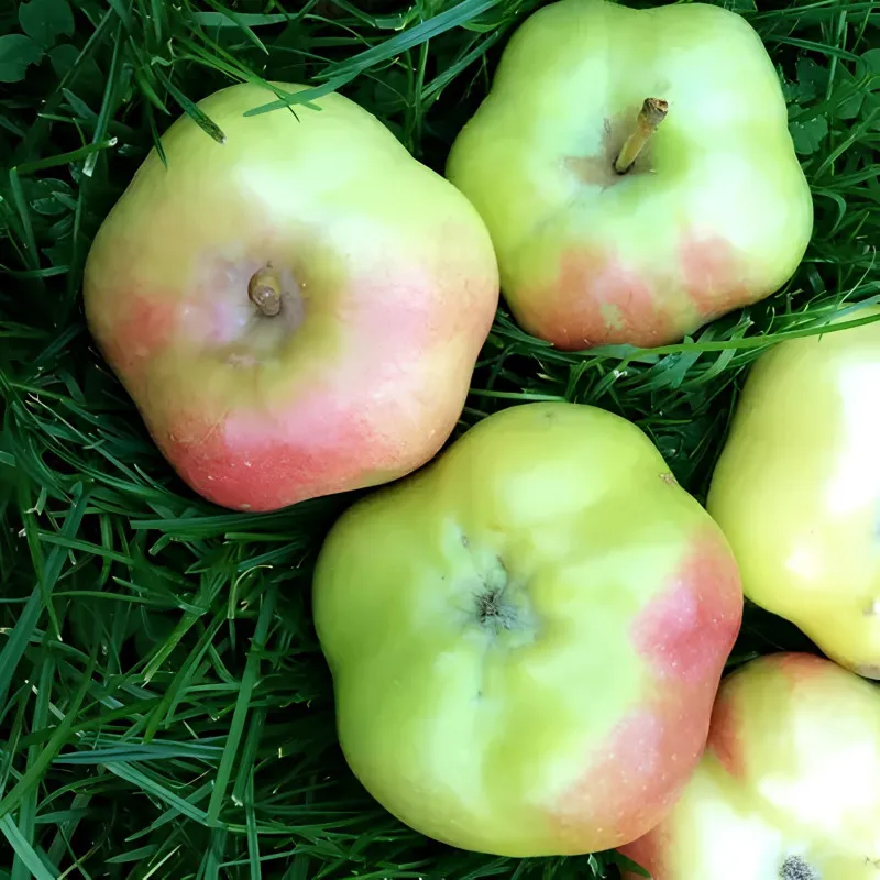 Scion de Pommier Api Étoilé cultivé dans le Tarn - assez résistant tavelure - compatible Agriculture Biologique