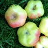 Scion de Pommier Api Étoilé cultivé dans le Tarn - assez résistant tavelure - compatible Agriculture Biologique