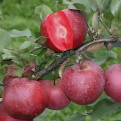 Scion de Pommier Baya Marisa cultivé dans le Tarn - assez résistant tavelure - compatible Agriculture Biologique