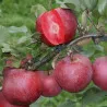 Scion de Pommier Baya Marisa cultivé dans le Tarn - assez résistant tavelure - compatible Agriculture Biologique