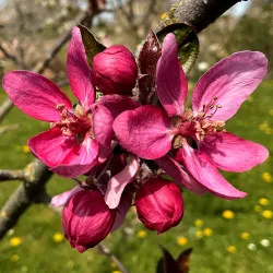 Scion de Pommier Baya Marisa cultivé dans le Tarn - assez résistant tavelure - compatible Agriculture Biologique