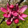 Scion de Pommier Baya Marisa cultivé dans le Tarn - assez résistant tavelure - compatible Agriculture Biologique