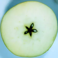Scion de Pommier Blanche d'Espagne cultivé dans le Tarn - assez résistant tavelure - compatible Agriculture Biologique