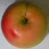 Scion de Pommier Blanche d'Espagne cultivé dans le Tarn - assez résistant tavelure - compatible Agriculture Biologique