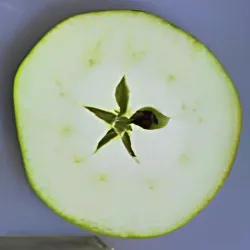 Scion de Pommier London Pippin cultivé dans le Tarn - assez résistant tavelure - compatible Agriculture Biologique