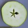 Scion de Pommier London Pippin cultivé dans le Tarn - assez résistant tavelure - compatible Agriculture Biologique