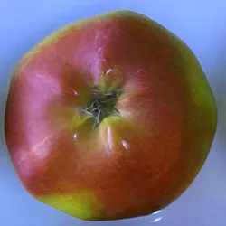 Scion de Pommier London Pippin cultivé dans le Tarn - assez résistant tavelure - compatible Agriculture Biologique