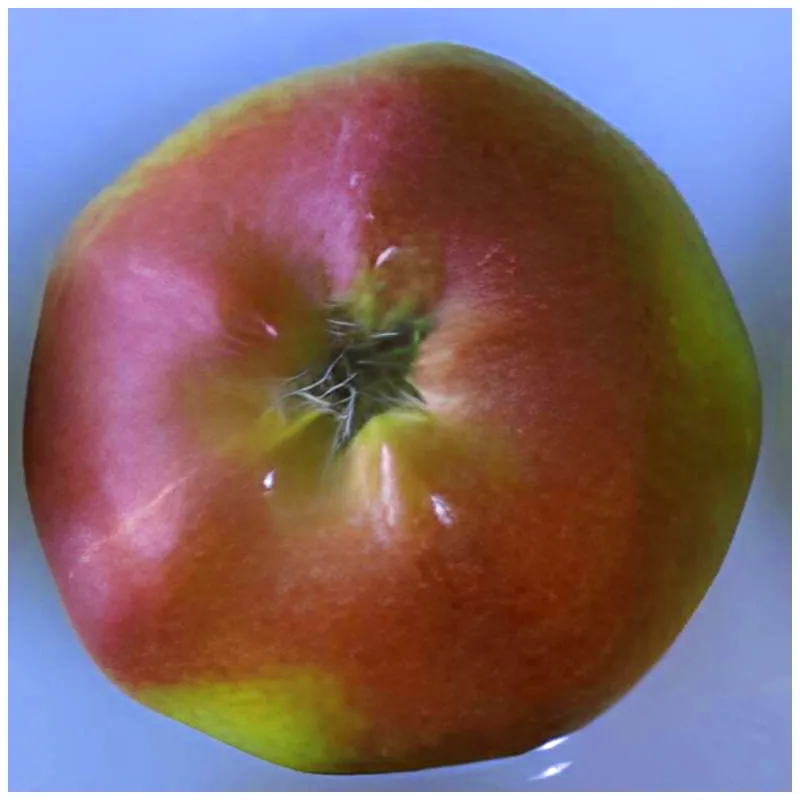 Scion de Pommier London Pippin cultivé dans le Tarn - assez résistant tavelure - compatible Agriculture Biologique