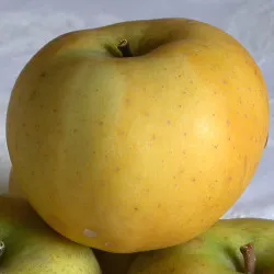Scion de Pommier Chanteclerc cultivé dans le Tarn - assez résistant tavelure - compatible Agriculture Biologique