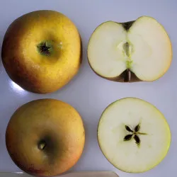 Scion de Pommier Court-Pendu cultivé dans le Tarn - assez résistant tavelure - compatible Agriculture Biologique