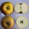 Scion de Pommier Court-Pendu cultivé dans le Tarn - assez résistant tavelure - compatible Agriculture Biologique