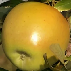 Scion de Pommier Jaunette de l'Olympe cultivé dans le Tarn - assez résistant tavelure - compatible Agriculture Biologique