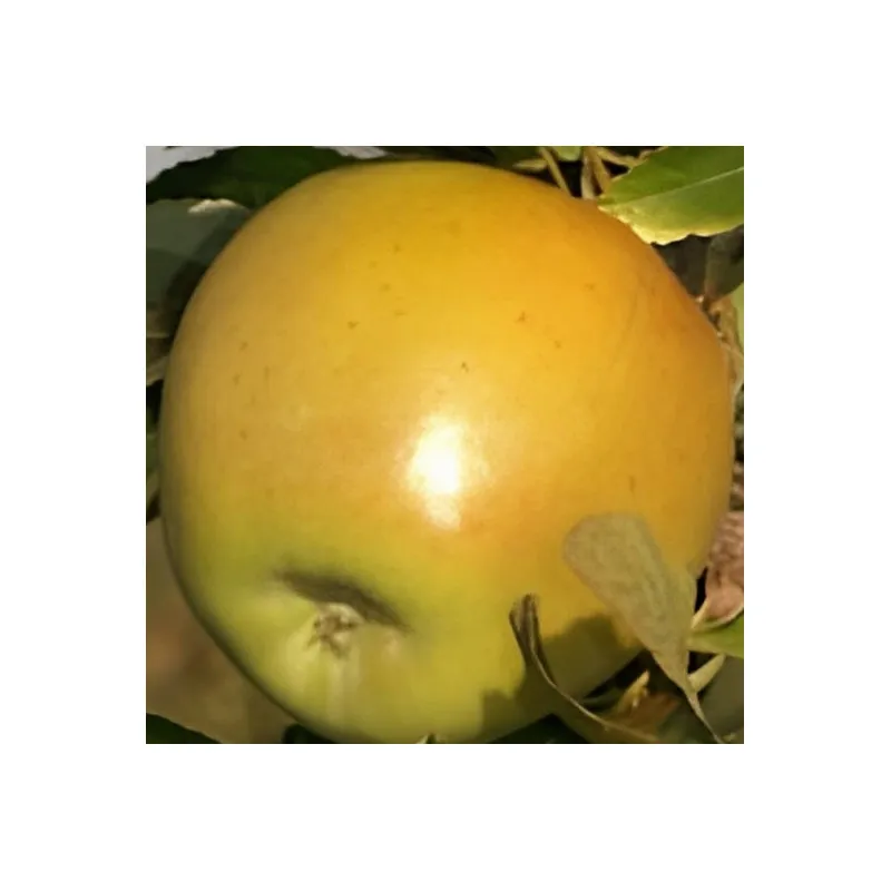 Scion de Pommier Jaunette de l'Olympe cultivé dans le Tarn - assez résistant tavelure - compatible Agriculture Biologique