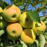 Scion de Pommier Eldorado cultivé dans le Tarn - assez résistant tavelure - compatible Agriculture Biologique